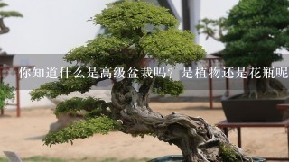 你知道什么是高级盆栽吗？是植物还是花瓶呢？