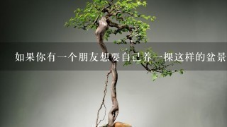 如果你有一个朋友想要自己养一棵这样的盆景植物你会给他们一些建议吗？