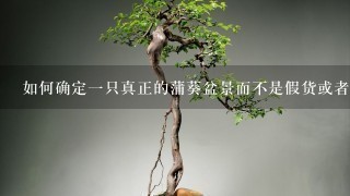 如何确定一只真正的蒲葵盆景而不是假货或者劣质产品？