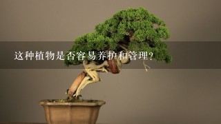 这种植物是否容易养护和管理？