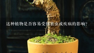 这种植物是否容易受到害虫或疾病的影响？