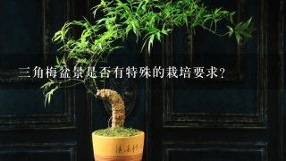 三角梅盆景是否有特殊的栽培要求？