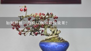 如何种植三角梅以获得最佳效果？