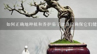 如何正确地种植和养护茄子盆景以确保它们健康成长并达到最佳效果？