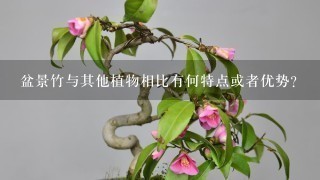 盆景竹与其他植物相比有何特点或者优势？