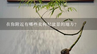 在你附近有哪些卖枸杞盆景的地方？