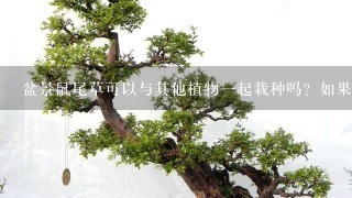 盆景鼠尾草可以与其他植物一起栽种吗？如果有的话它们之间会发生什么反应？