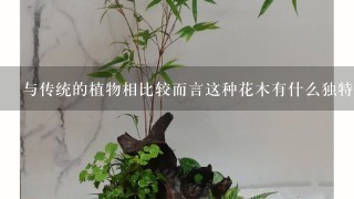 与传统的植物相比较而言这种花木有什么独特之处能够吸引人们关注它作为一种室内装饰物吗？