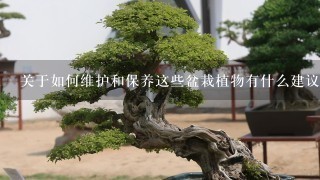 关于如何维护和保养这些盆栽植物有什么建议或者指导吗？