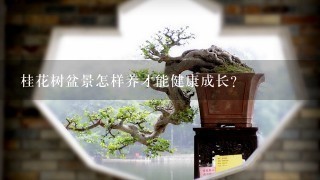 桂花树盆景怎样养才能健康成长