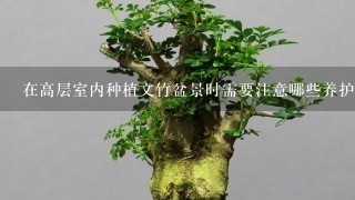 在高层室内种植文竹盆景时需要注意哪些养护要点