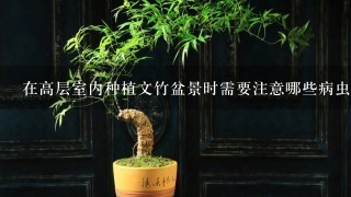 在高层室内种植文竹盆景时需要注意哪些病虫害问题