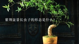 紫荆盆景长虫子的形态是什么?