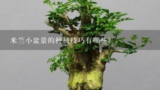 米兰小盆景的种植技巧有哪些?