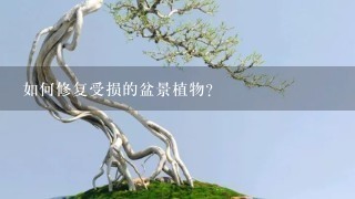 如何修复受损的盆景植物?