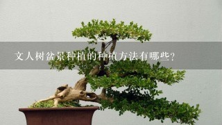 文人树盆景种植的种植方法有哪些?