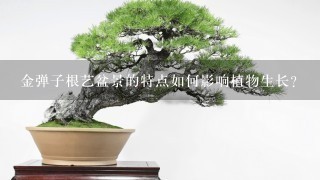 金弹子根艺盆景的特点如何影响植物生长?