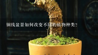 铜线盆景如何改变不同的植物种类?