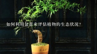 如何利用盆景来评估植物的生态状况?