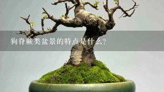 狗脊蕨类盆景的特点是什么?