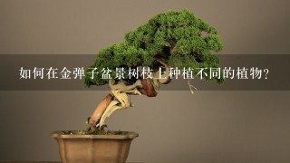 如何在金弹子盆景树枝上种植不同的植物?