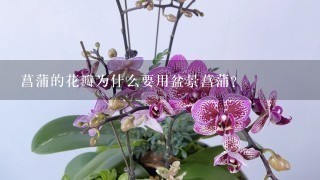 菖蒲的花瓣为什么要用盆景菖蒲?