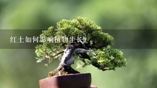 红土如何影响植物生长?