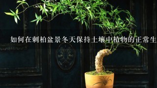 如何在刺柏盆景冬天保持土壤中植物的正常生理活动?