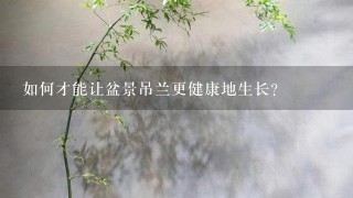 如何才能让盆景吊兰更健康地生长?