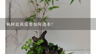 枫树盆栽需要如何浇水?