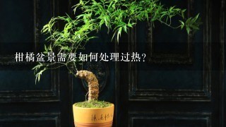 柑橘盆景需要如何处理过热?