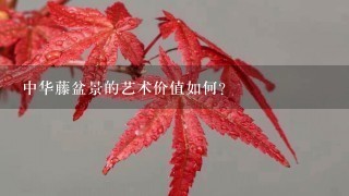 中华藤盆景的艺术价值如何?